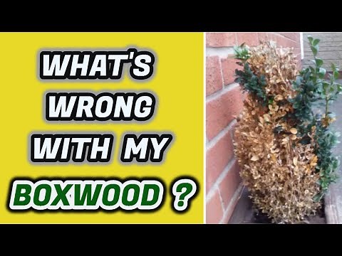 What's Wrong With My Boxwood? Why Yellow Leaves & How To Stop It