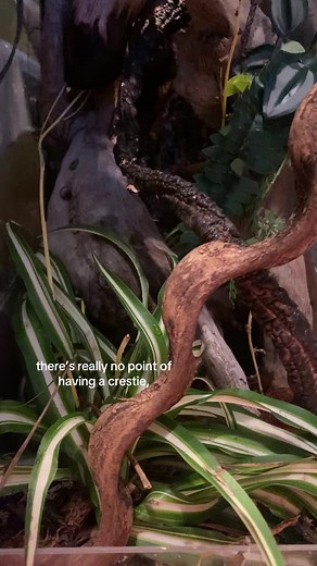 #reptilekeeper #reptilekeeping #reptile #properreptilecare #fyp #reptilesoftiktok #foryoupage #gecko #crestedgecko