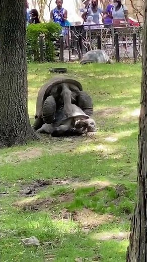 Aldabra Tortoises Mating at the Fort Worth Zoo