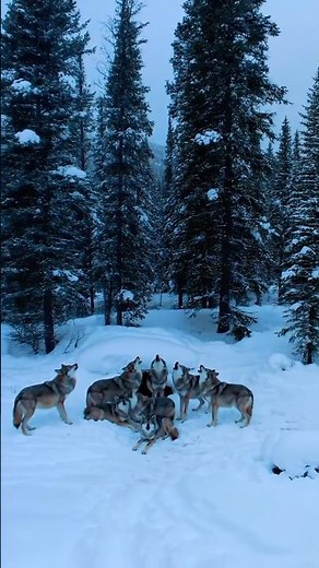 The Miracle of Wolf Birth in the Wild 4K 🐺❄️| Cinematic Wildlife Documentary #shorts