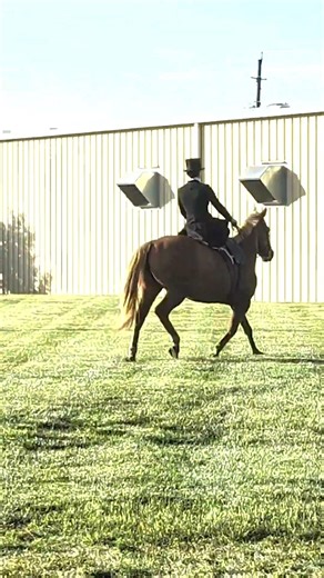 The Society of Sidesaddle Storytellers at PFPL #sidesaddle #shorts