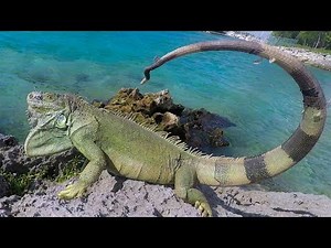 WACKY IGUANAS