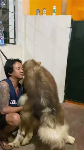 Super huge wolf mating #alaskanmalamute