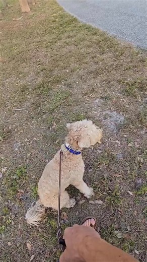 I’m joking 😂 In all seriousness though, if you see someone minding their own buisness, don’t let your dog invade their space. Always respect others and respect their choice not to let your dog greet their dog. Your dog is your problem and should never become the problem of others. Side note: I don’t know the person in this video, her training or her dog. I simply react to the videos that are sent to me, by you guys. Credit: smartdogswalk | Southend Dog Training