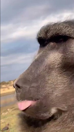 This is what a VERY happy Cindy the baboon looks like 😍 #animallover #rescueanimals #wildlife