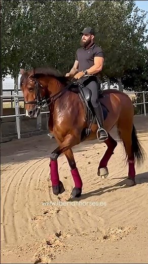 DRESSAGE LUSITANO AVANCED LEVEL