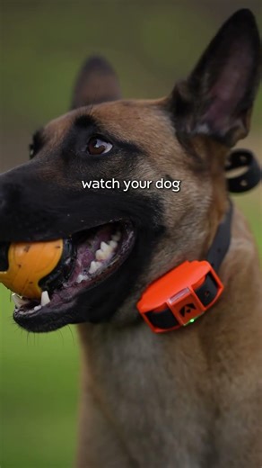 Don't press that button until you found the working level. #dogtraining #ecollartraining