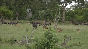 357K views · 9.6K reactions | "What is the good of your stars and trees, your sunrise and the wind, if they do not enter into our daily lives?" –E.M. Forster #wildearth #live #Dailysafari #escapeintonature | Wildearth | Facebook