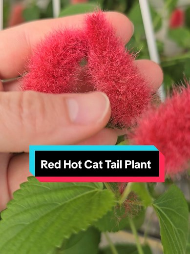 The feeling of touching a Red Cat Tail plant. So fluffy and soft 😛 #TikTokShopBackToSchool #plants #fyp