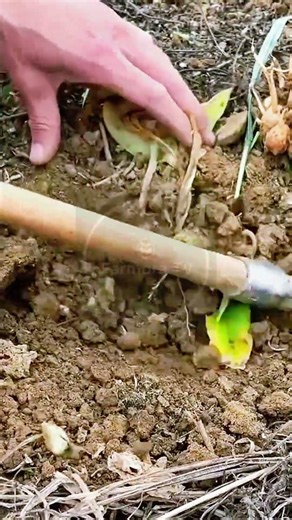 Harvesting Fresh Turmeric! 🌿✨ #farmoratv #nature #asmr