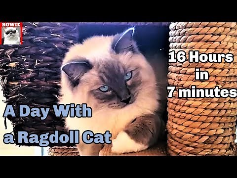 A Day With My Ragdoll Cat. 16 hours in 7 minutes.
