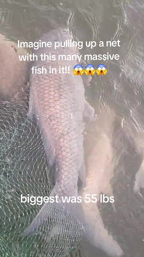 Massive Buffalo Catch - Jason's Fish Guide Adventure