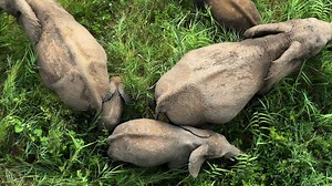 Top Down View, Baby Elephant in Wild Africa, National Park, African Safari Stock Video - Video of mammal, elephant: 252698835