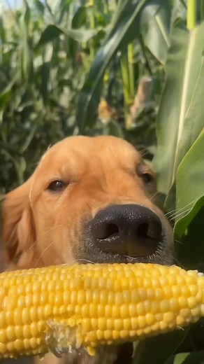 Denali loves Corn 🌽 #goldenretriever #corn #dog #dogsoftiktok #goldenretrieverlife