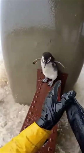 poor penguin #funny #entertainment #penguin