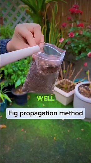 Very easy way to grow fig from branch in 2026