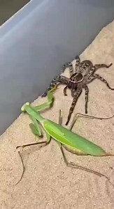 A thrilling close-up of a spider launching a surprise attack on a mantis — nature’s most unexpected battle captured in action. #spiderattack #mantis #naturefight #insectbattle #wildlifeencounter #predatorvspride #natureclips #animalshowdown #macrovideo #wildlife | SpiderVerse Wild