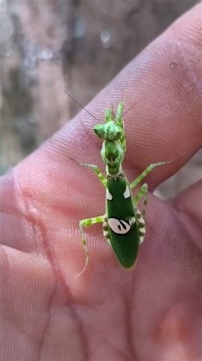 This Praying Mantis Has Eyes on Its Body! Seriously?! 😱