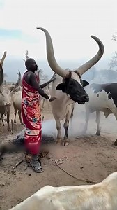86K views · 874 reactions | Why do farmers cut cows horns #facts #animals #wildlife #followerseveryonehighlights #followersreelsfypシ゚viralシfypシ゚viralシalシ #friendsfollowersViewers #viralshorts #shortsvideos #facts #turtlewatching #animals #wildlifen | Fact Paw | Facebook