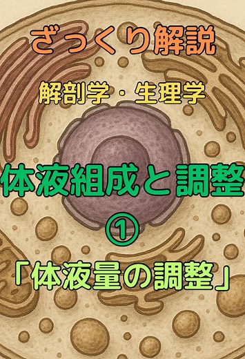 解剖生理学の体液組成と調整についてざっくり解説！ 今回は体液量の調整についてです。 お役に立てたら「いいね」やコメントお願いします！ #解剖学 #解剖生理学 #柔道整復師 #理学療法士 #看護師 #看護学生 #国家試験 #勉強 #生理学