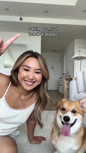 Essential Puppy Training Tips You Must Teach Your Corgi