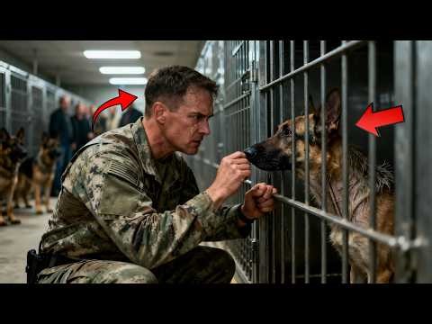 “I Will Take All These Retired K9 Dogs,” A Navy SEAL Said — No One Expected What Happened Next!