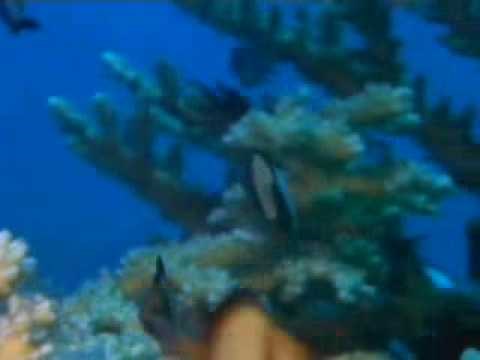 Arrecifes de coral, documental discovery channel