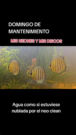 🧪 ¿Qué es Neo Clean en acuarismo? Neo Clean = clarificador de agua del acuario Sirve para: Eliminar partículas microscópicas suspendidas Aclarar agua turbia rápidamente Dejar el agua cristalina 👉 Su función principal es hacer visible y filtrable lo que antes era invisible en el agua. Neo Clean es un producto diseñado para clarificar agua turbia en poco tiempo eliminando partículas muy pequeñas que causan la turbidez. 🫧 ¿Por qué el agua se pone blanca cuando lo aplicas? Los clarificadores func