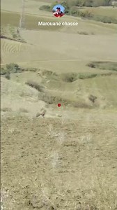 chasse perdrix au Maroc 2025_صيد الحجل بالمغرب 2025_pardridge hunting