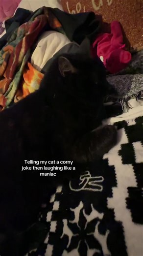 hayley 🎃🤍 (@hayleyl.16)’s video of Telling My Cat A Joke And Laughing