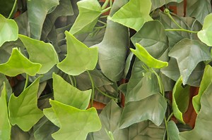 Applying an UV Rated Artificial Ivy Roll to a Chain Link Fence