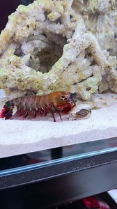 63K views · 474 reactions | Little mantis shrimp, the best try to punch for their food  #mantisshrimppunch #mantisshrimp #animals #wildlife #bravewilderness #coyotepeterson #saltwatertank #nature | Tucan Aquatics | Facebook