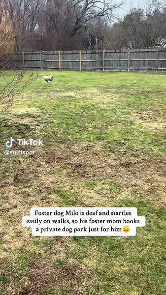 Adopt Milo: The Lovable Deaf Dog Seeking a Home