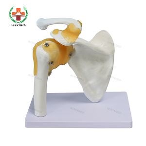 [Hot Item] Teaching Shoulder Model Axis Scientific Muscle Shoulder Joint Model