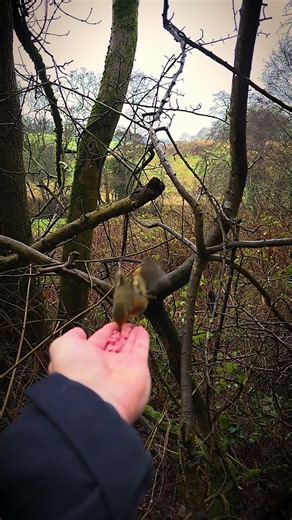 Hand-feeding a Robin 🫴🐦 #robin