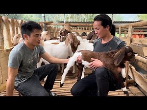 Zon bought more goats to raise, vang hoa, king kong amazon