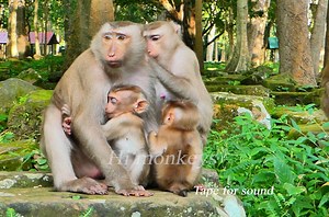 2.4K views · 82 reactions | Look so cute family monkey ! | Hi Monkeys | Facebook