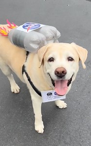 28K views · 252 reactions | The Best Dog Halloween Costume of 2023! This DIY arts and crafts video shows how to make an adorable, astronaut halloween costume for your dog with all easy, household items! Guaranteed to give you a laugh #Halloween | Brooklyn B | Facebook