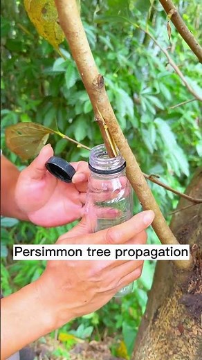 How to propagate persimmon tree 1711 #shorts #plantingtips