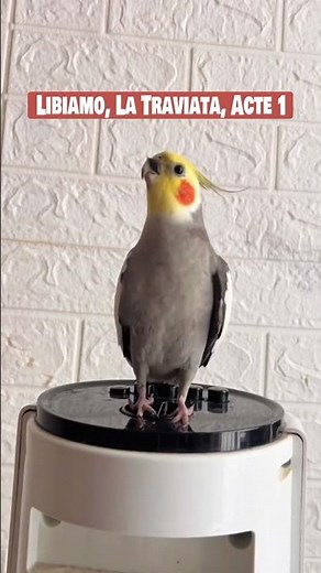 The parrot sings Libiamo, La Traviata, Acte 1, Giuseppe Verdi, Luciano Pavarotti