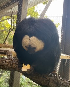 VOLUME UP: Listen to those adorable snacking sounds! This is Juan, our 28-year-old white-faced saki monkey who lives in Tamarin Treetops (near Prime Meridian Cafe) with his lady friend, Evita. Saki monkeys are native to the rainforests of northern South America where they are known to swing from tree to tree, sometimes at distances of up to 10 meters (33 feet)! 📽️ Zoologist Jef T. | Dallas Zoo