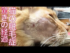 猫の脱毛症、驚きの経過を見せる Treatment process of my 3rd cat's alopecia areata