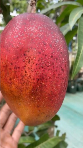 Macam jenis mangga di Indonesia #shortvideo