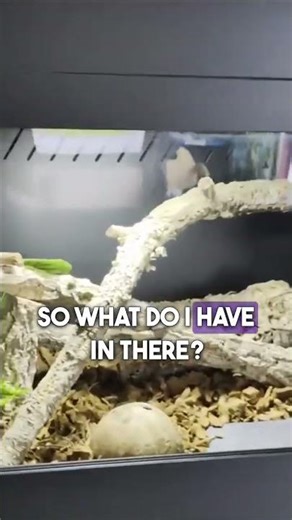 How big is my carpet python cage ?