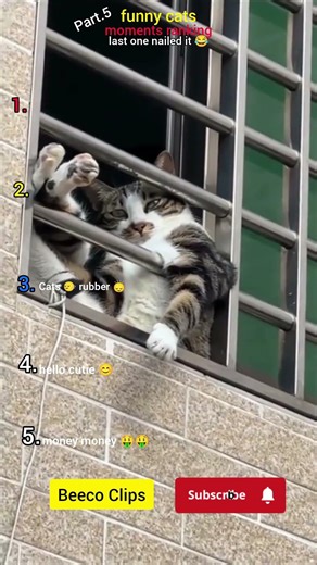 🐱😂 POV: Cats have zero chill…It keeps getting better | Part 5