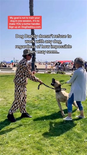 Helping dog owners become better handlers | The Dog Daddy