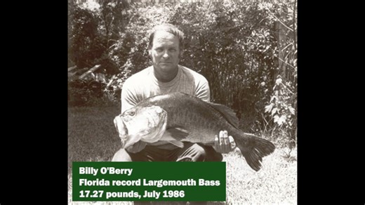 13K views · 104 reactions | Extra Large Bass=New State Record? We want you to be prepared if you reel in a catch of a lifetime! Follow these steps to certify a state record bass and you could be named our new state record bass holder. And it’s about time; the current record bass was caught almost 40 years ago! Good luck with catching the BIG one. More details on how to certify your Big Catch: https://bit.ly/certify-state-record-bass | MyFWC Florida Fish and Wildlife | Facebook