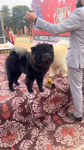 Marco on Instagram: "Black and white chow chow dog Indian 🔥champion dog 🐶 #dogsofinstagram #pet #security #doglover #cutdog breed #champion bloodline #viral"