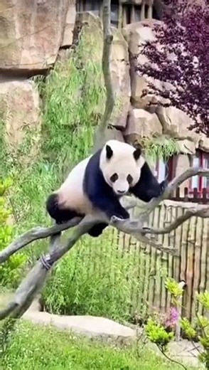 Panda falling from breach of tree