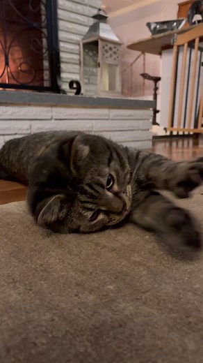 The most interesting man-cat in the world…😻😂 | Sticky the Kitty